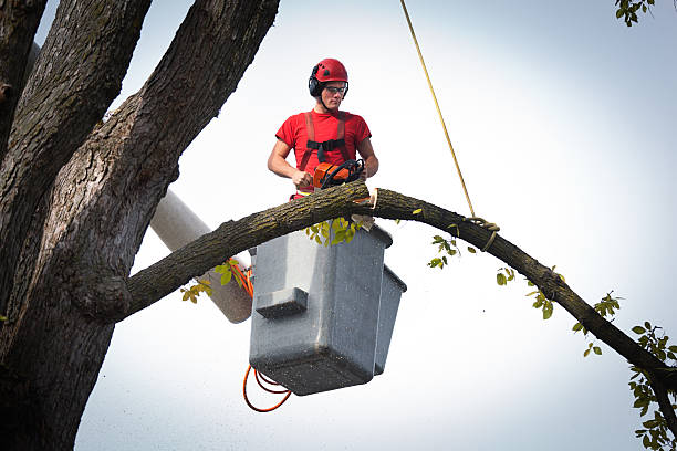 Best Stump Grinding Near Me  in Jenks, OK